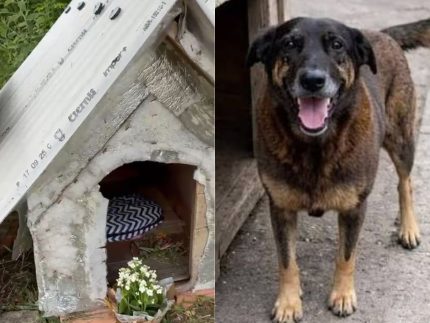 Arquivamento do caso Orelha gera indignação e reforça luta contra maus-tratos a animais
