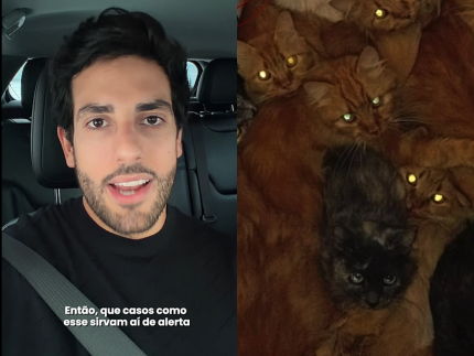 Mais de 400 gatos são resgatados de apartamento em condições precárias em Santa Catarina