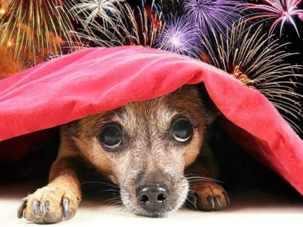 Comemoração pela Seleção deve evitar sofrimento aos animais, alerta colunista